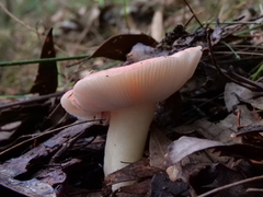 Russula persanguinea