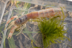Eucalliaxiopsis aequimana