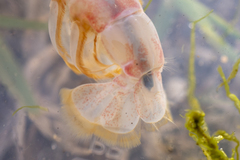 Eucalliaxiopsis aequimana