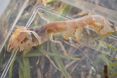 Eucalliaxiopsis aequimana