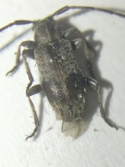 Exocentrus punctipennis
