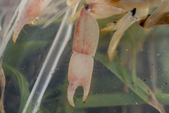 Eucalliaxiopsis aequimana