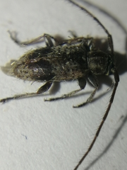 Exocentrus punctipennis