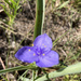 photo of Virginia Spiderwort (Tradescantia virginiana)