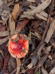 Russula persanguinea