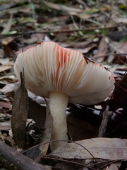 Russula persanguinea