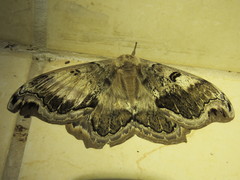 Arsenurinae