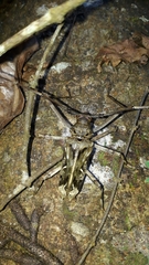 Macropophora accentifer