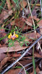 Pultenaea rosmarinifolia