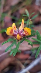 Pultenaea rosmarinifolia