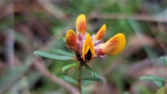 Pultenaea rosmarinifolia