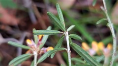 Pultenaea rosmarinifolia