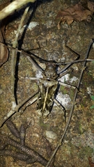 Macropophora accentifer