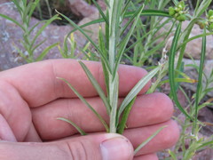 Pseudognaphalium leucocephalum