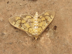 Mimorista