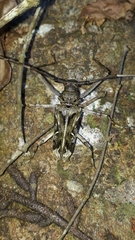 Macropophora accentifer