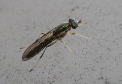 Merosargus caeruleifrons