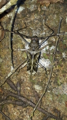 Macropophora accentifer