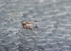 Muellerianella laminalis