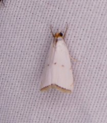 Argyria gonogramma
