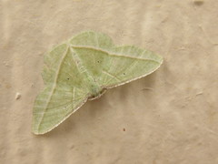 Dichorda illustraria