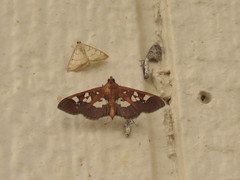Phostria