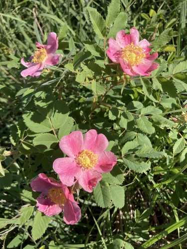 photo of Prairie Rose (Rosa arkansana)