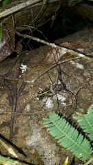 Macropophora accentifer