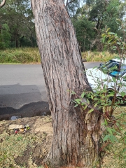 Eucalyptus resinifera