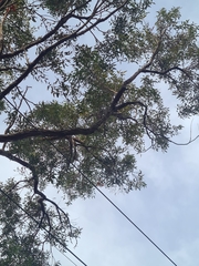 Eucalyptus resinifera
