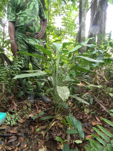 Lance Dracaena