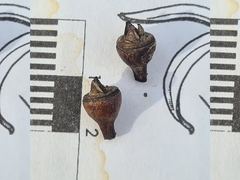 Eucalyptus resinifera