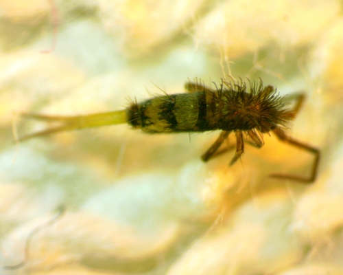 Homidia sauteri