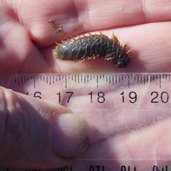 Paralepidonotus ampulliferus