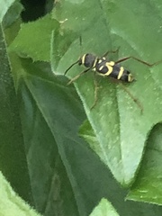 Clytus planifrons