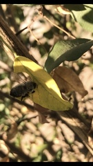 Megachile saulcyi