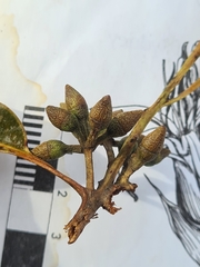 Eucalyptus resinifera