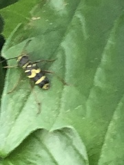 Clytus planifrons
