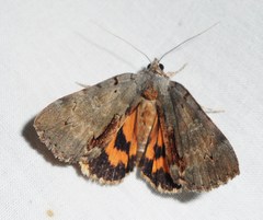 Catocala grynea
