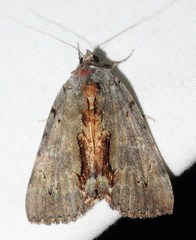Catocala grynea