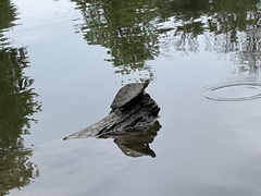 Graptemys pseudogeographica