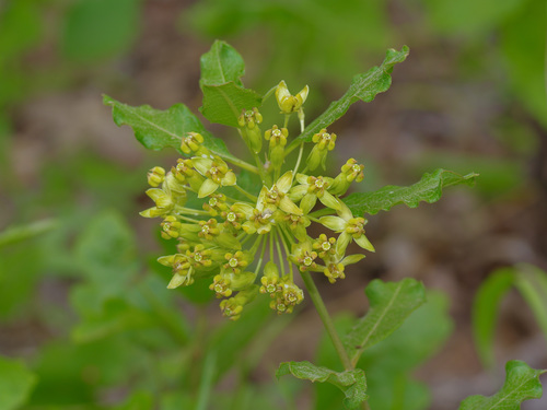 Asclepias tonkawae (Asclepias tonkawae)