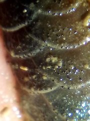 Paralepidonotus ampulliferus image