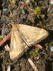 Pyrausta borealis