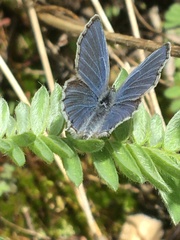 Cupido amyntula