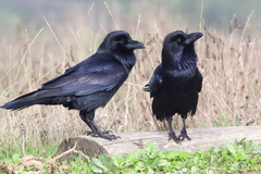 Common Raven photo 4