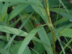 Xylomya tenthredinoides