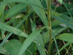 Xylomya tenthredinoides
