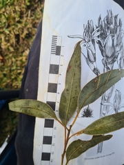 Eucalyptus resinifera