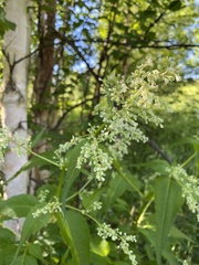 Koenigia alaskana